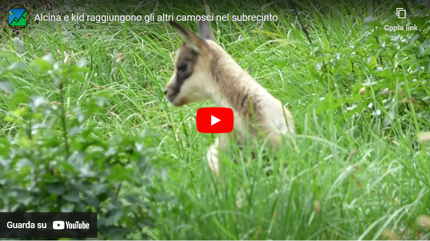 collegati alla piattaforma youtube per vedere il video di
              Alcina e kid raggiungono gli altri camosci nel subrecinto