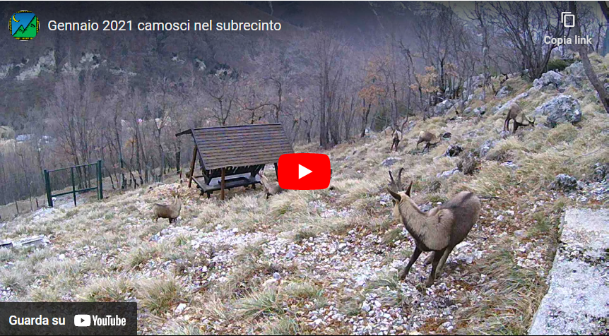 collegati alla piattaforma youtube per vedere il video: 
         dei camosci nel subrecinto - Gennaio 2021