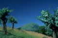 thumb_2453.jpg