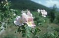 thumb_3315.jpg