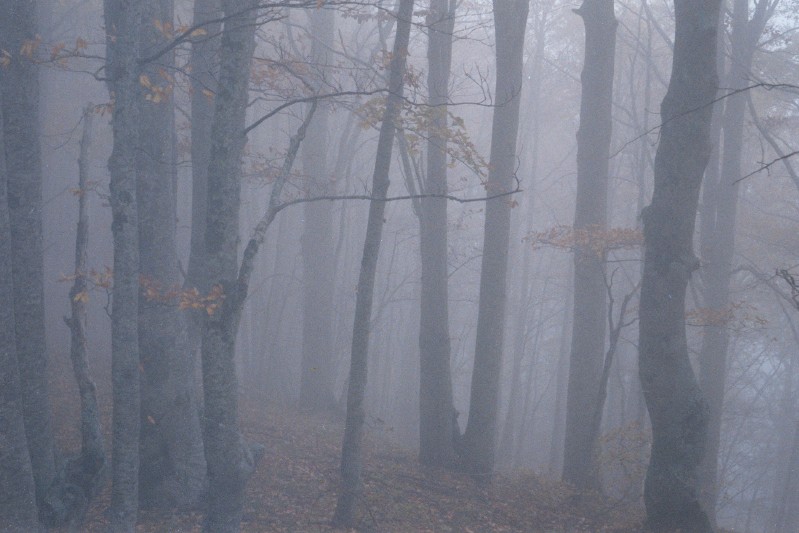 Nel bosco a novembre