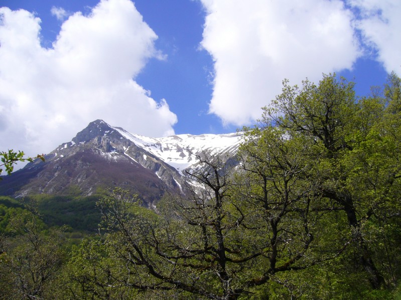 Vettore di maggio