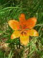 Solitario