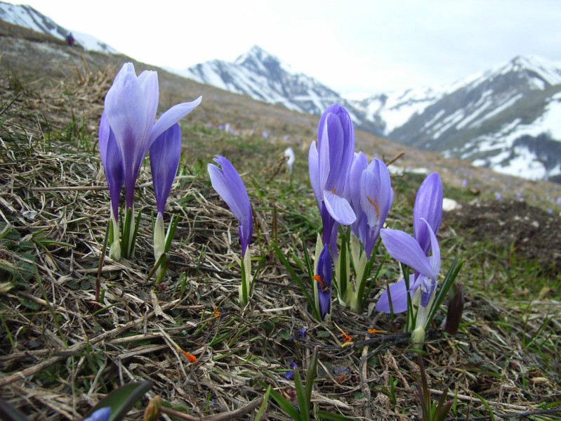 Crocus