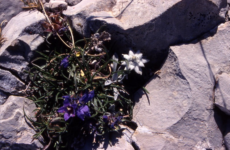 (Fiori tra le rocce vicino al rifugio Zilioli