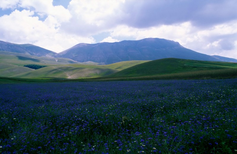 Pian perduto, fiordalis