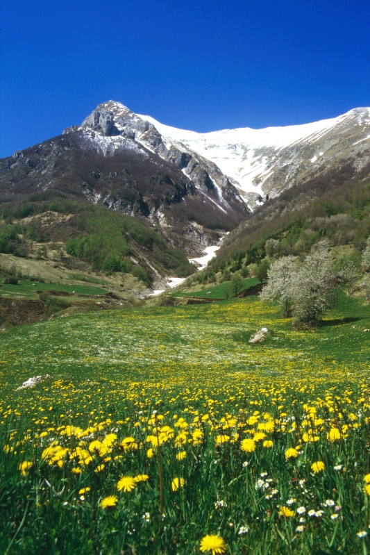 M. Vettore in primavera