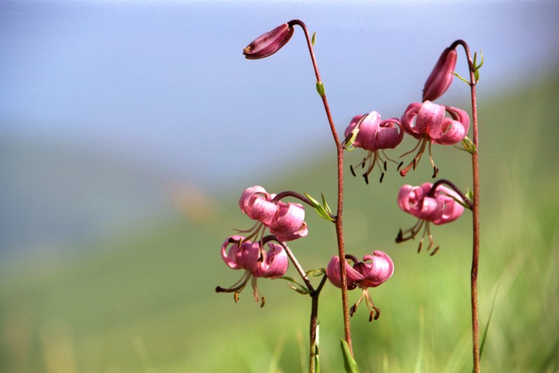  La natura romantica
