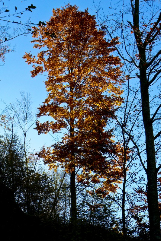 Silouette di fuoco