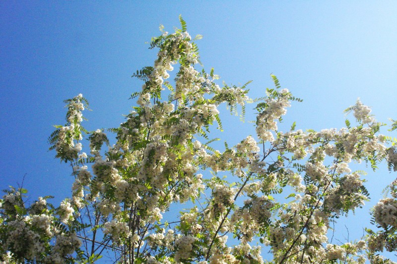 LA PRIMAVERA