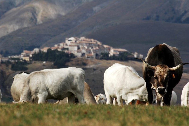 Castelluccio