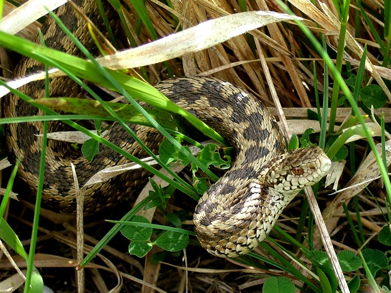 Vipera ursinii