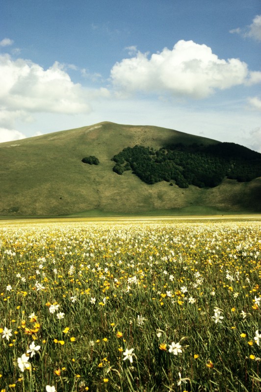 Narcisi spontanei
