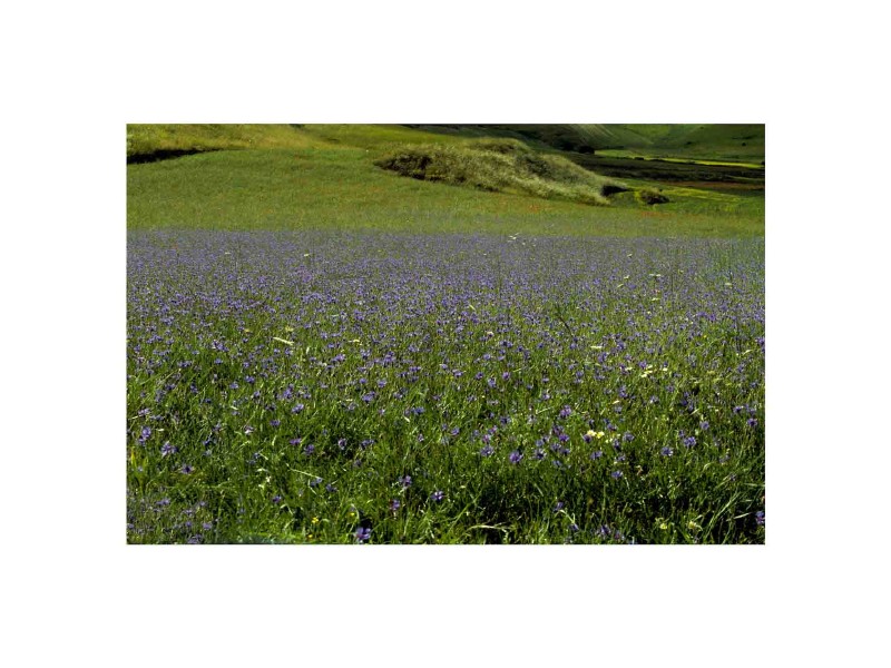Primavera