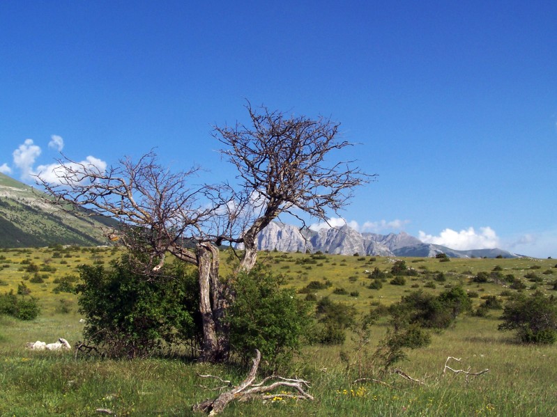 albero solitario