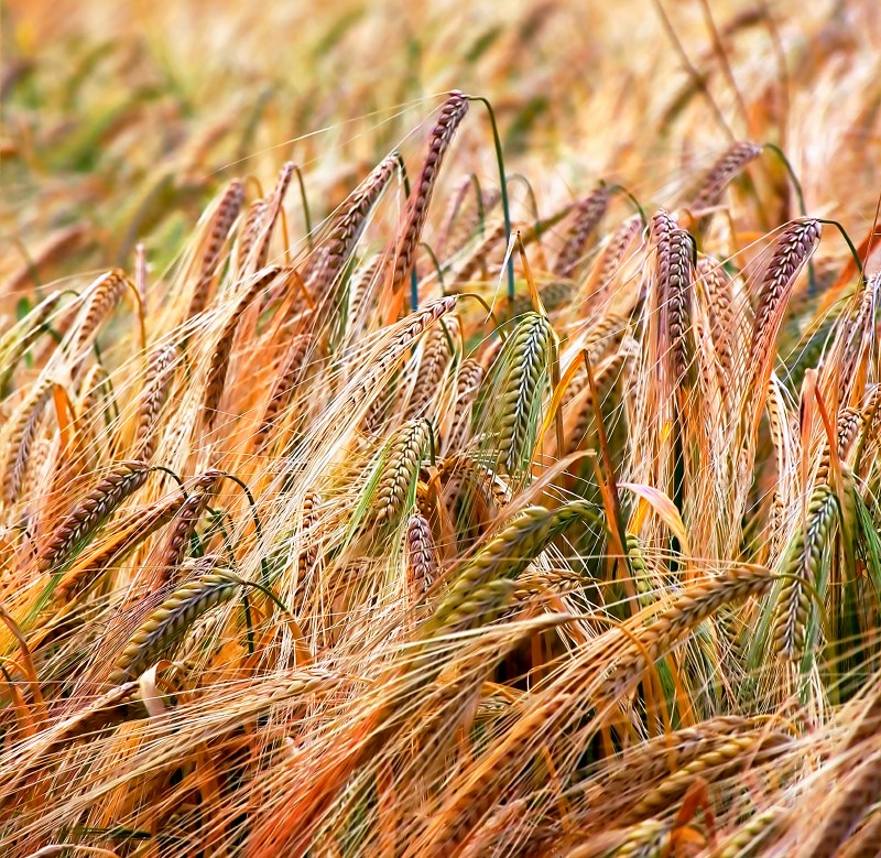 Grano