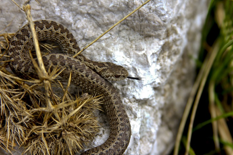 e le fate ogni fine settimana si trasformano in serpenti