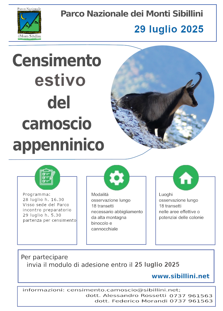 Censimento estivo del camoscio appenninico 
                29 luglio 2025

                Il 29 luglio 2025 si svolgerà nel Parco Nazionale dei Monti S
                ibillini il censimento estivo del Camoscio appenninico.
                Il Camoscio appenninico, reintrodotto nel Parco nel 2008 anche 
                grazie a progetti comunitari realizzati in collaborazione con i 
                Parchi abruzzesi e la Legambiente, è una sottospecie endemica 
                dell’Appennino centrale che ha rischiato l’estinzione ed oggi è 
                considerata vulnerabile.
                Il censimento si svolgerà al mattino, a partire dall’alba (ore 
                5:30), lungo un sistema di 18 transetti. Il censimento verrà 
                preceduto da un incontro preparatorio che si terrà presso la 
                sede del Parco a Visso, alle ore 16:30 del 28/07/2025. La 
                partecipazione all’incontro preparatorio è obbligatorio per i 
                volontari che non hanno partecipato a precedenti sessioni di 
                censimento del camoscio appenninico nel Parco Nazionale dei 
                Monti Sibillini negli ultimi 3 anni.
                Per aderire è necessario compilare l'apposita scheda di adesione 
                B) scaricabile dal sito web del Parco www.sibillini.net ed 
                inviarla entro il 24 luglio 2025 per email all'indirizzo 
                censimento.camoscio@sibillini.net. Per i volontari è prevista 
                apposita copertura assicurativa e attestato digitale di 
                partecipazione. Eventuali comunicazioni di rinuncia dovranno 
                pervenire possibilmente entro due giorni prima lavorativi delle 
                date di censimento.

                Per la partecipazione al censimento è necessario equipaggiamento 
                da alta montagna (in alcuni transetti bisogna percorrere tratti 
                a piedi per escursionisti esperti) con scarponi e indumenti 
                (compresi cappello) adatti a proteggere da sole, vento e pioggia. 
                È inoltre necessario, per chi li possiede, essere dotati di 
                binocolo e cannocchiale.

                Il Parco si riserva di limitare la partecipazione dei volontari 
                a un numero massimo di 40 in base all’ordine di arrivo delle 
                domande oppure di requisiti utili alle esigenze organizzative.
                
                In caso di condizioni meteorologiche non idonee il censimento 
                verrà posticipato o ripetuto in date che verranno comunicate.
                Per informazioni è possibile scrivere a 
                censimento.camoscio@sibillini.net oppure contattare 
                telefonicamente il dott. Alessandro Rossetti (0737 961563254) o 
                il dott. Federico Morandi (0737 961563255).